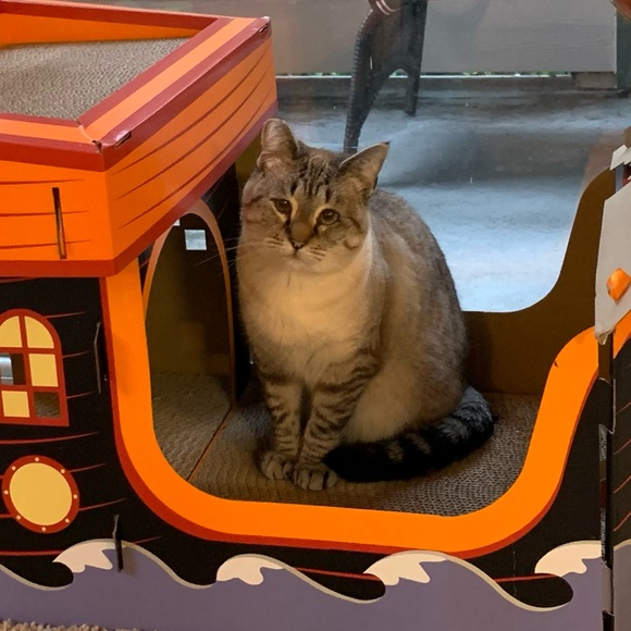 alliecat371